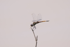 Tramea cophysa