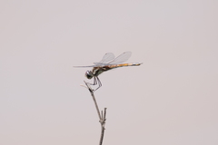 Tramea cophysa