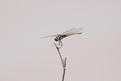 Tramea cophysa