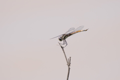 Tramea cophysa