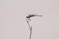Tramea cophysa
