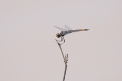 Tramea cophysa