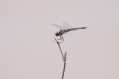 Tramea cophysa