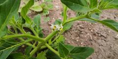 Solanum nitidibaccatum