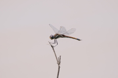 Tramea cophysa