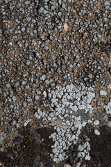 Aspicilia hoffmanniana