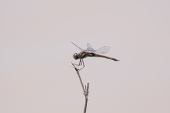 Tramea cophysa