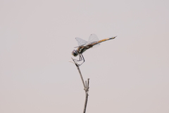 Tramea cophysa