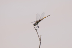 Tramea cophysa