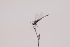 Tramea cophysa