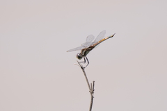 Tramea cophysa