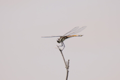 Tramea cophysa