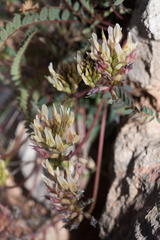Astragalus monspessulanus