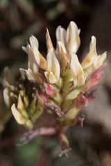 Astragalus monspessulanus