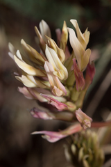Astragalus monspessulanus