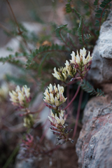 Astragalus monspessulanus