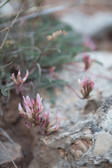 Astragalus monspessulanus