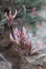 Astragalus monspessulanus