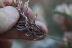 Astragalus monspessulanus