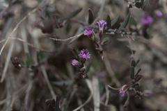 Polygala rupestris