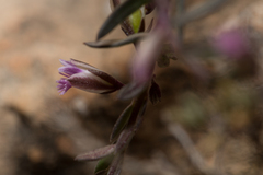 Polygala rupestris