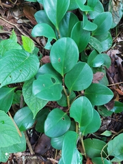Peperomia obtusifolia