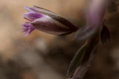 Polygala rupestris