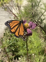 Danaus plexippus