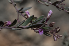 Polygala rupestris