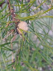 Retinia virginiana