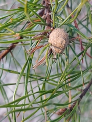 Retinia virginiana