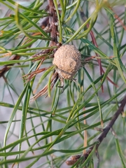 Retinia virginiana