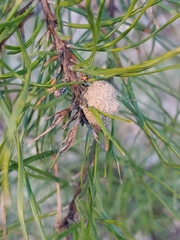 Retinia virginiana