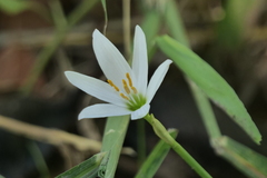 Zephyranthes minima