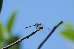 Micrathyria longifasciata