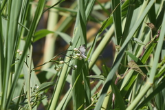 Heliopetes omrina