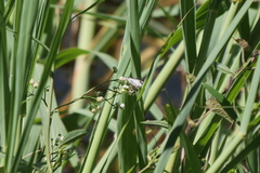 Heliopetes omrina