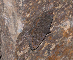 Toxonprucha pardalis