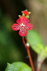 Kohleria inaequalis