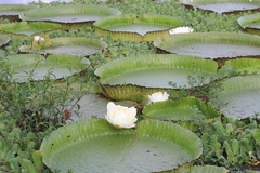 Victoria cruziana
