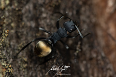 Polyrhachis euterpe