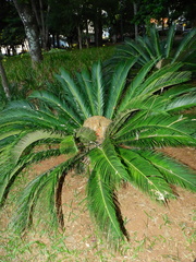 Cycas revoluta