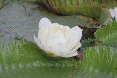 Victoria cruziana