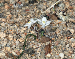 Muilla coronata