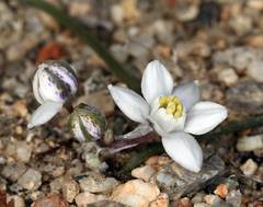 Muilla coronata