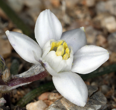 Muilla coronata