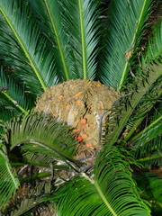 Cycas revoluta
