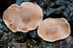 Aleurodiscus mirabilis