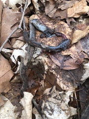 Thamnophis sirtalis sirtalis