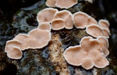 Aleurodiscus mirabilis